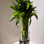 Lucky Bamboo Indoor Plant