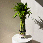 Lucky Bamboo Indoor Plant