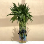 Lucky Bamboo Indoor Plant