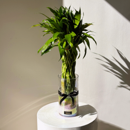 Lucky Bamboo Indoor Plant