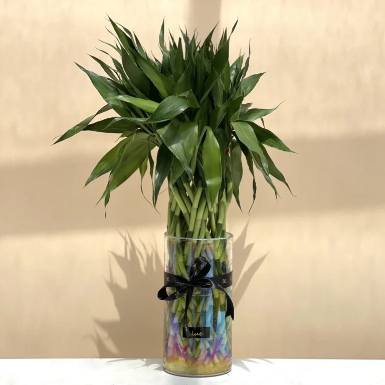 Lucky Bamboo Indoor Plant