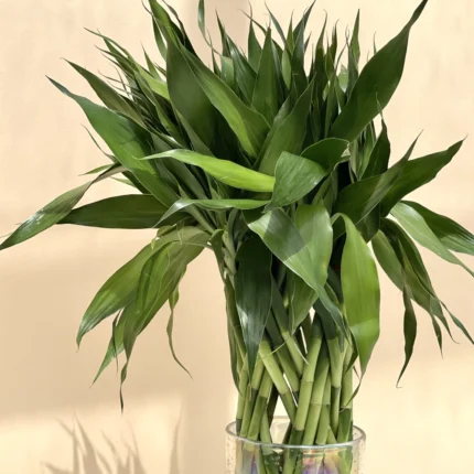 Lucky Bamboo Indoor Plant